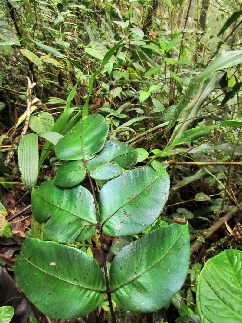 Diplazium paucipinnum photo 2