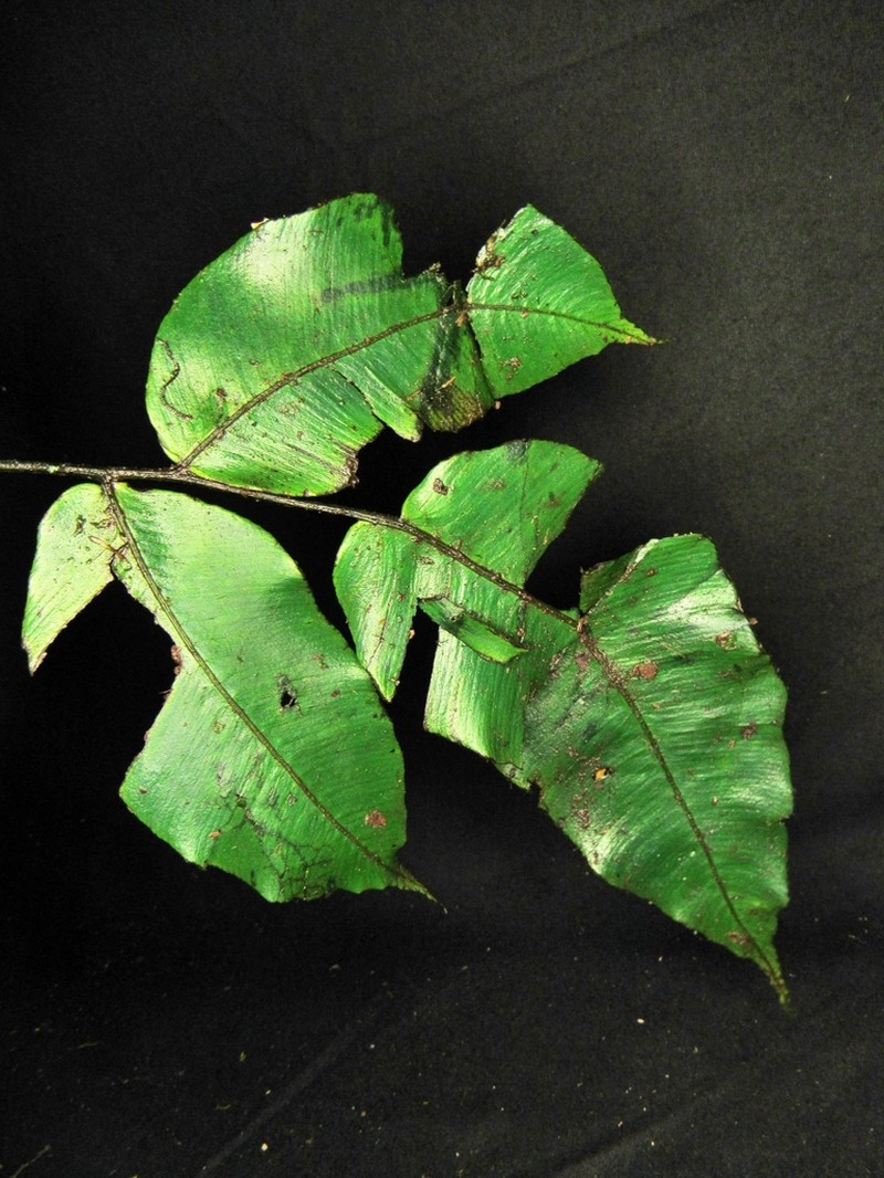 Diplazium paucipinnum photo 3
