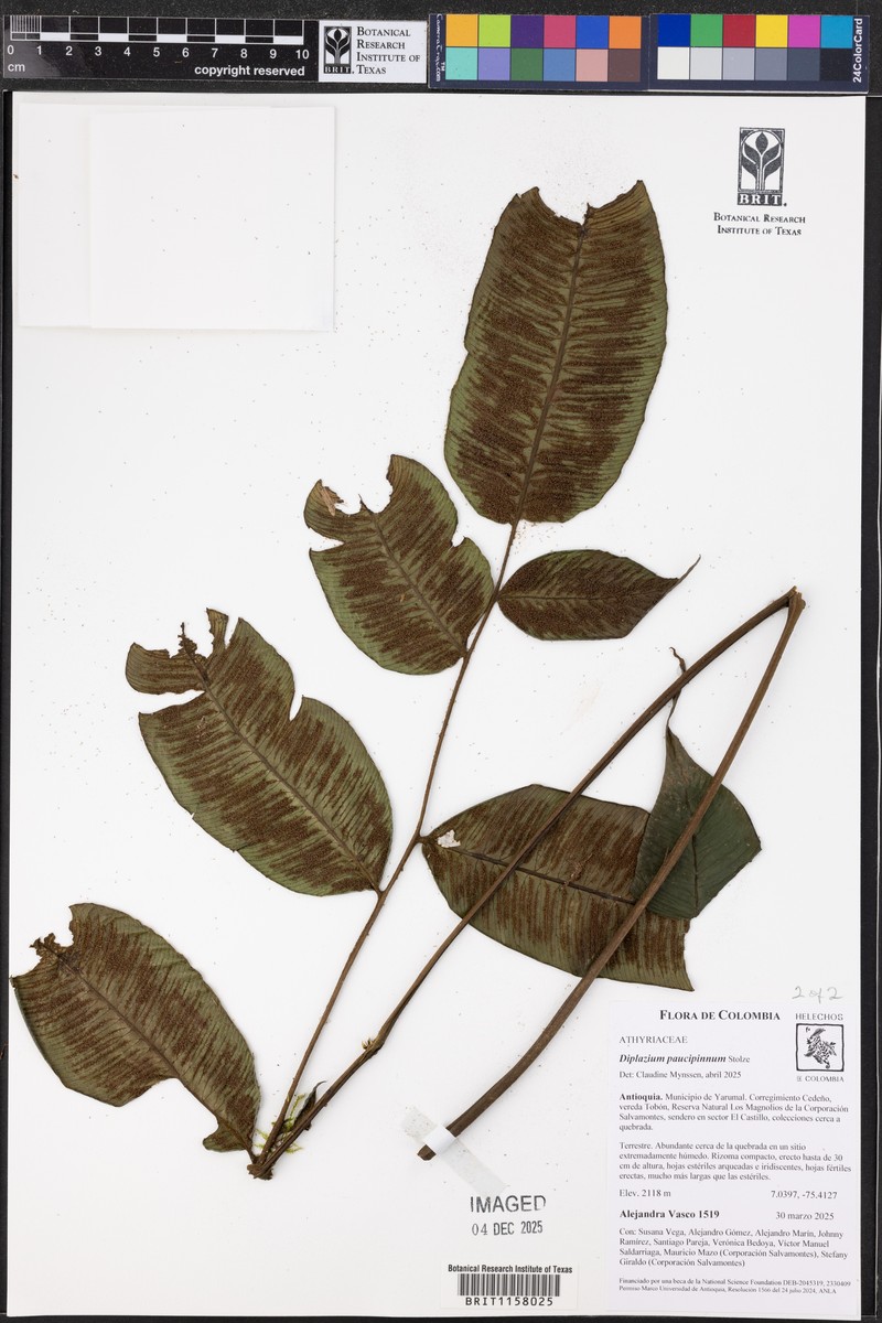 Diplazium paucipinnum photo 4
