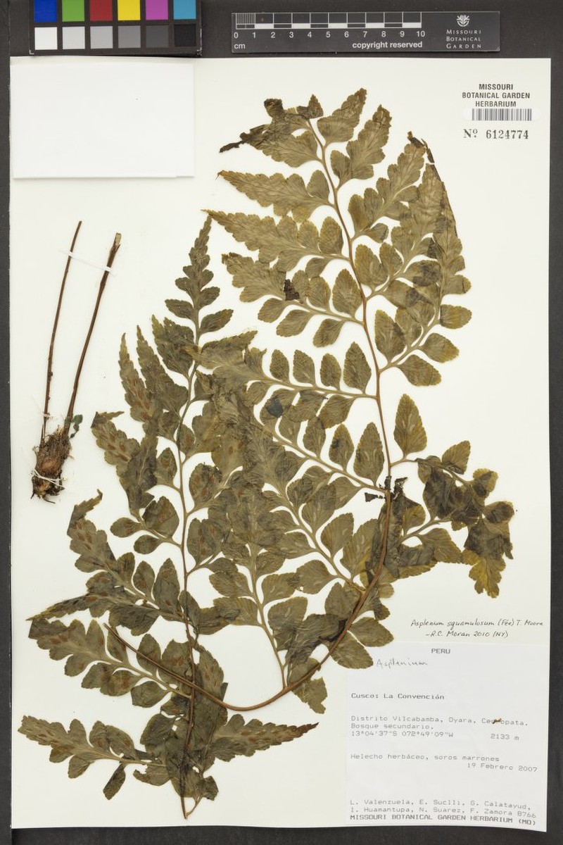 Diplazium pectinatum