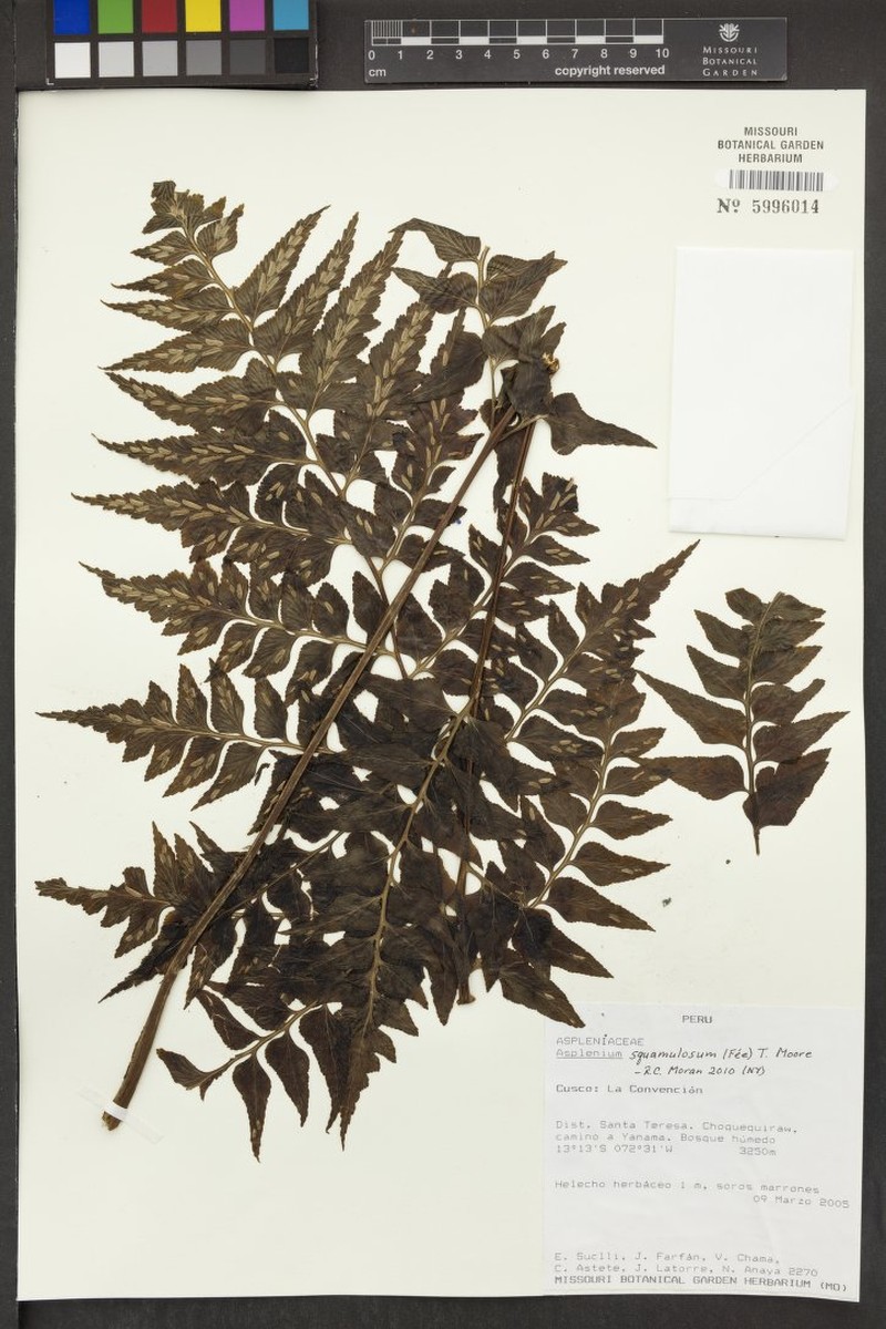 Diplazium pectinatum photo 2