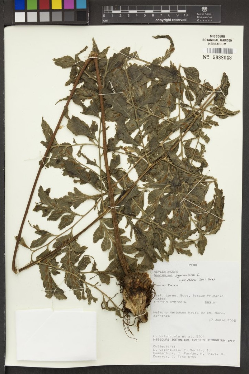 Diplazium pectinatum photo 3