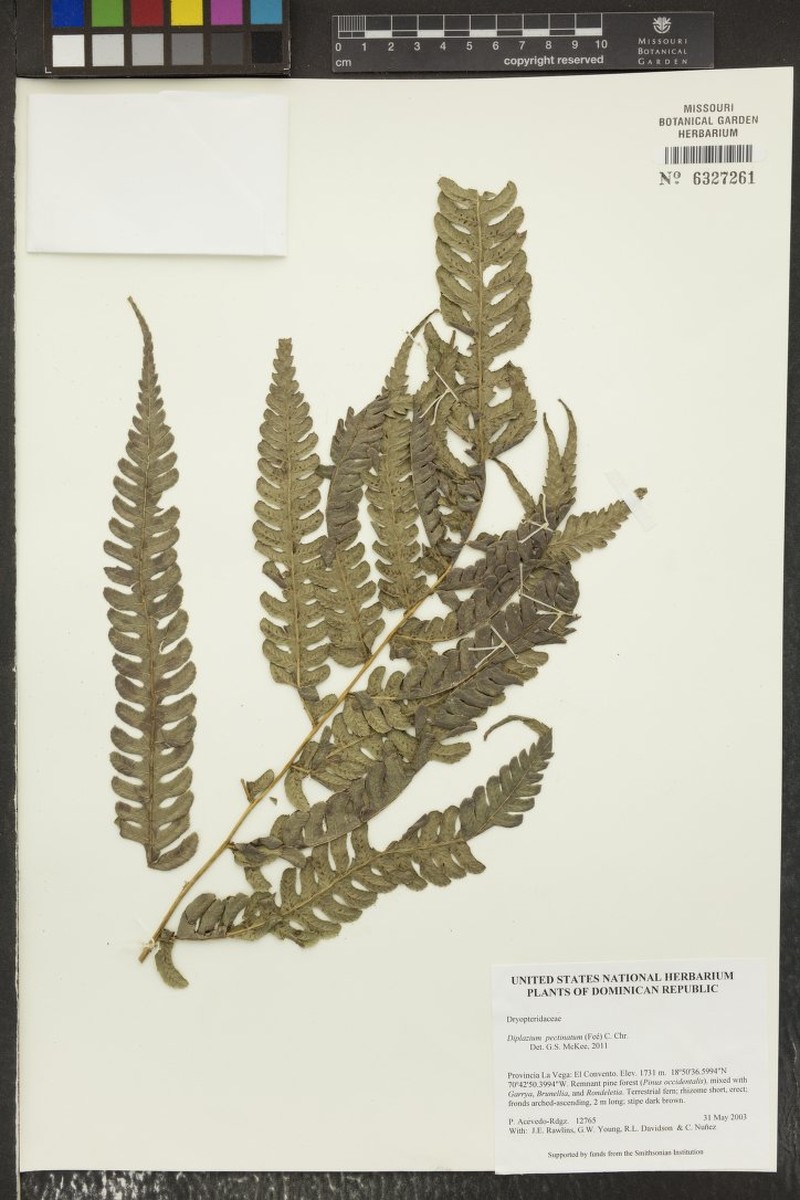 Diplazium pectinatum photo 4