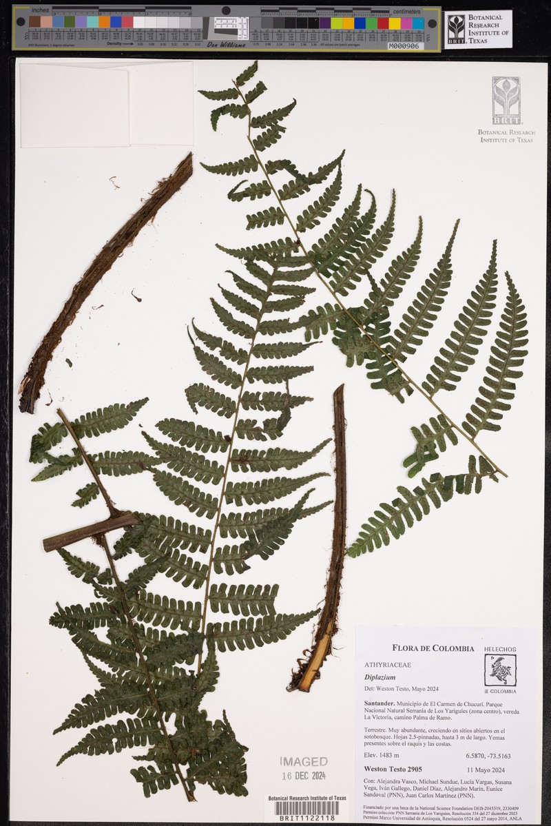 Diplazium pedatum