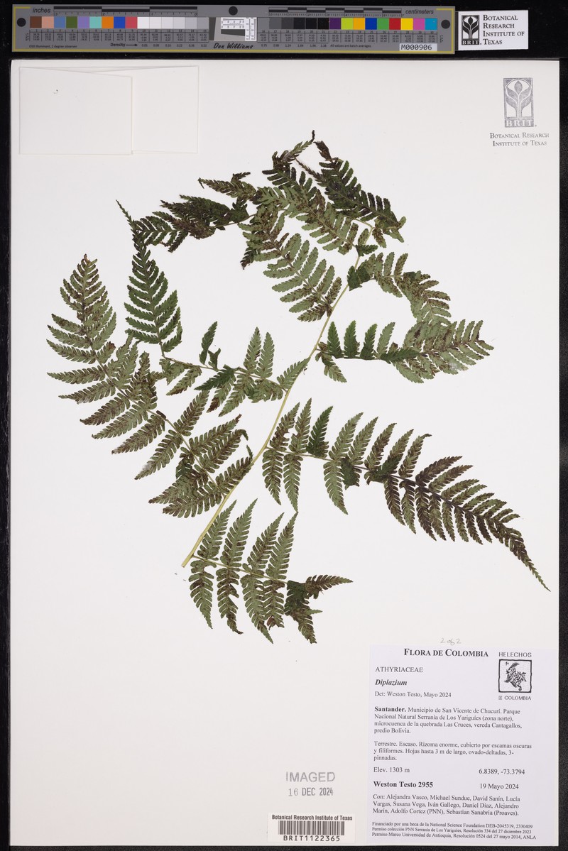 Diplazium pedatum photo 2