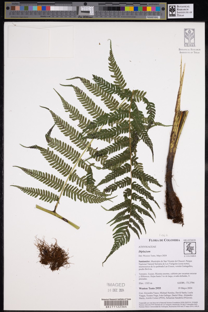Diplazium pedatum photo 3