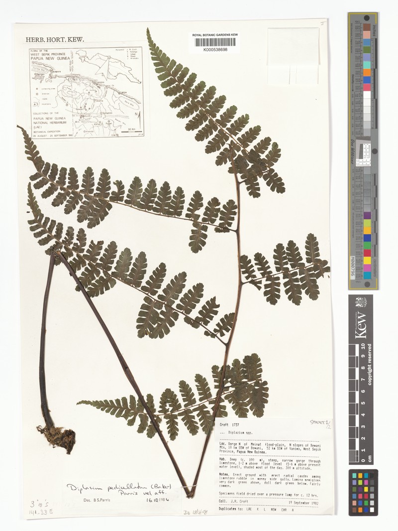 Diplazium pedicellatum