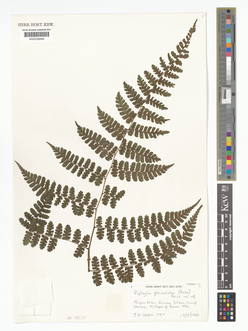 Diplazium pedicellatum photo 2
