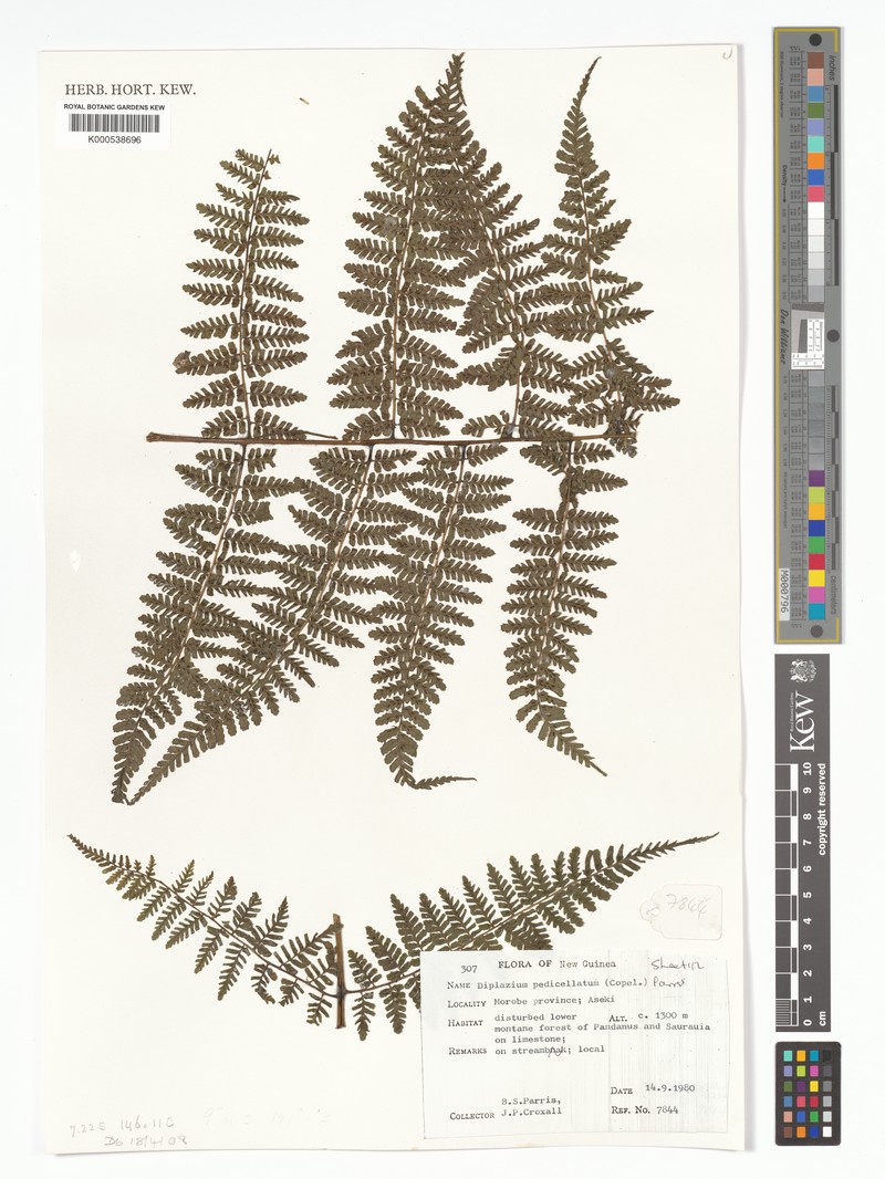 Diplazium pedicellatum photo 3