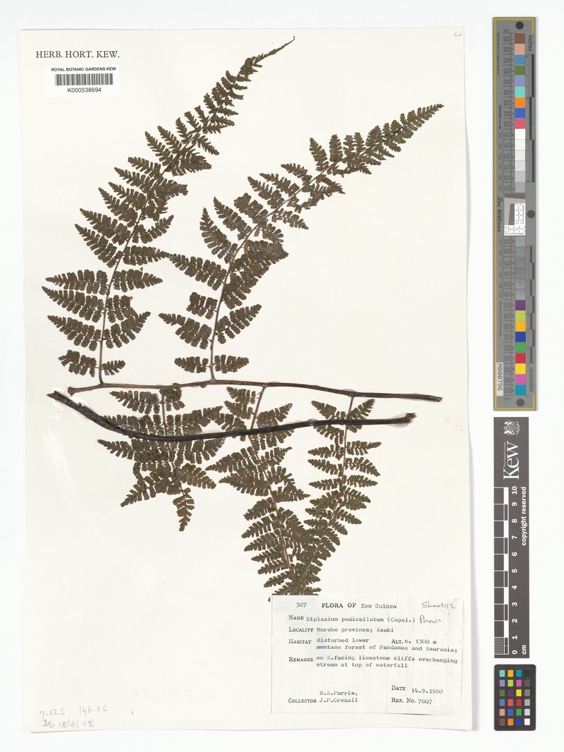Diplazium pedicellatum photo 4