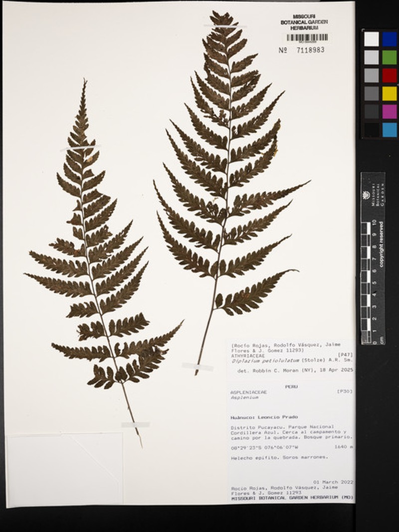 Diplazium petiolulatum