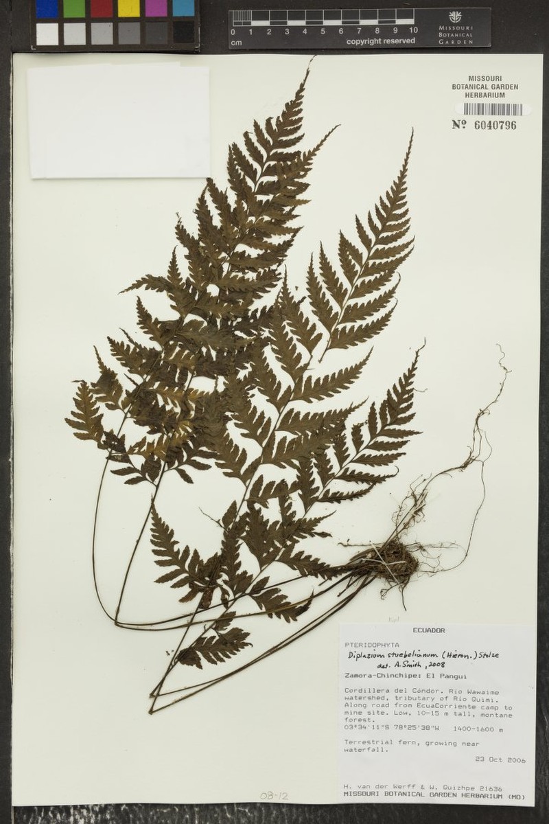 Diplazium petiolulatum photo 2
