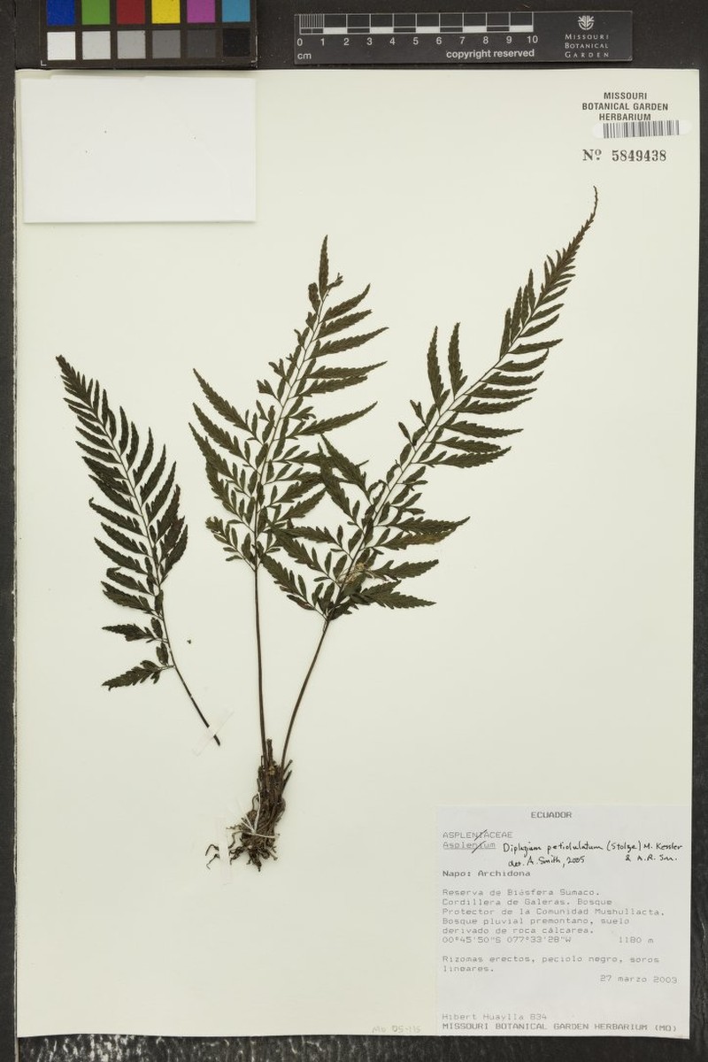 Diplazium petiolulatum photo 3