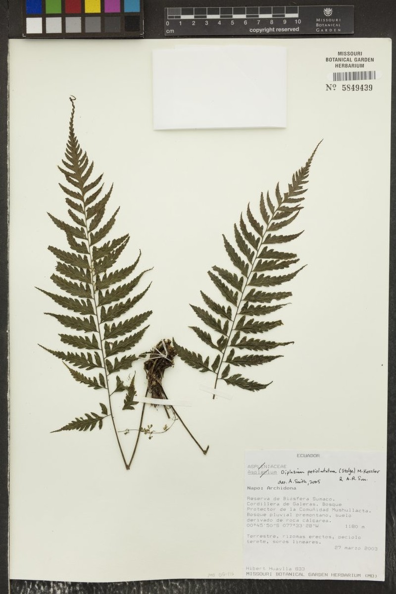 Diplazium petiolulatum photo 4
