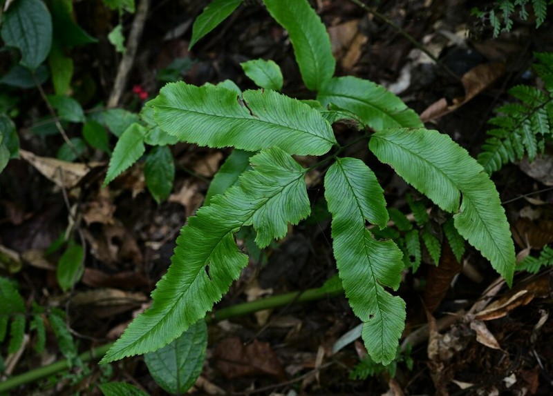 Diplazium pin-faense photo 4