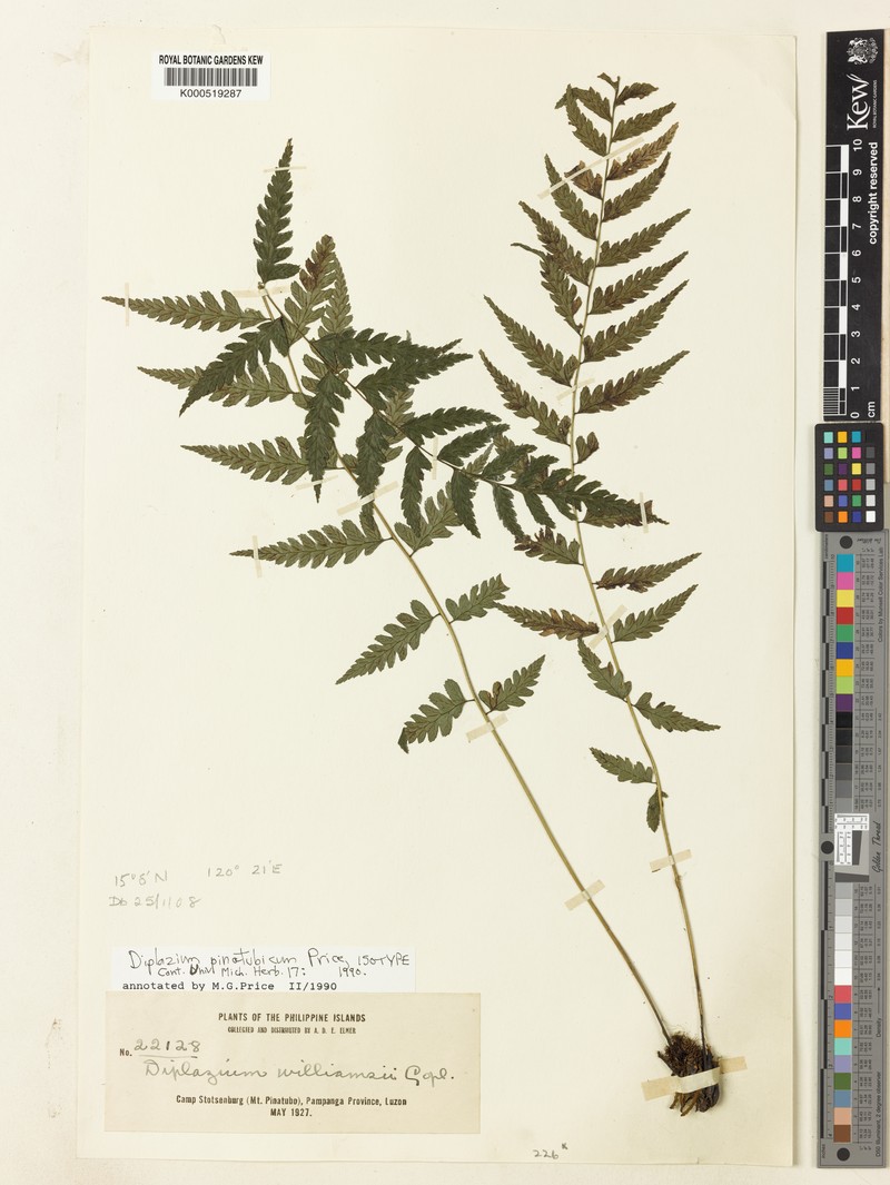 Diplazium pinatubicum