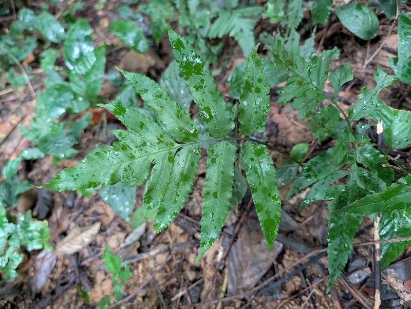 Diplazium pinnatifidopinnatum