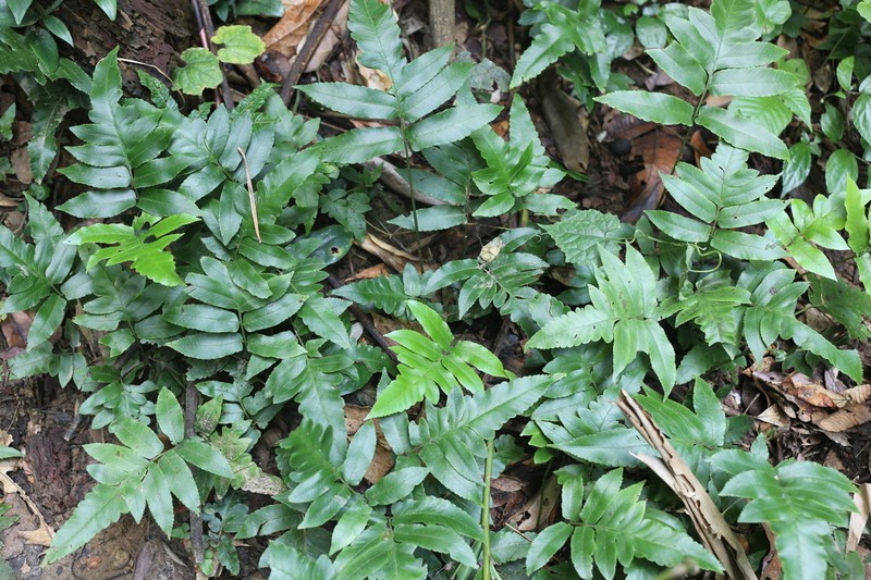 Diplazium pinnatifidopinnatum photo 2