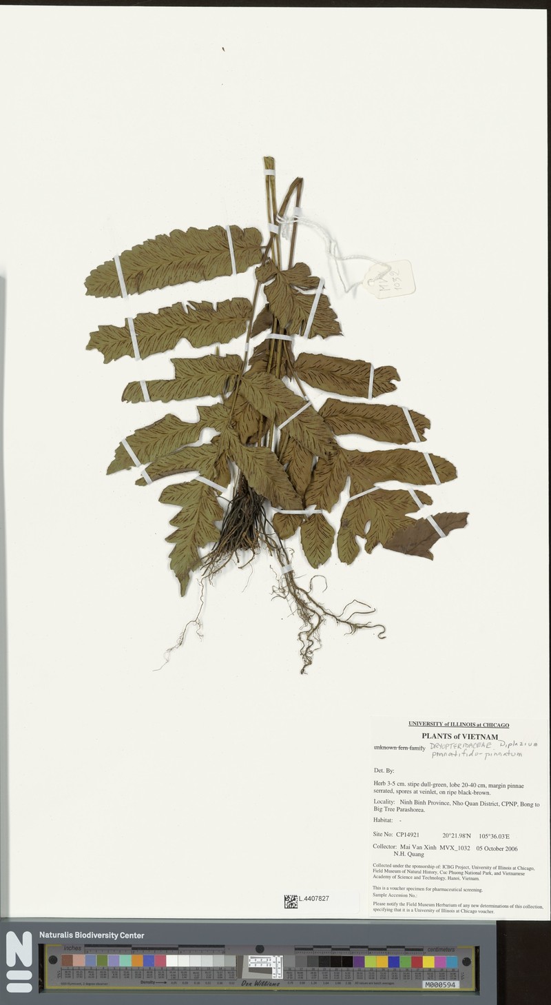 Diplazium pinnatifidopinnatum photo 3