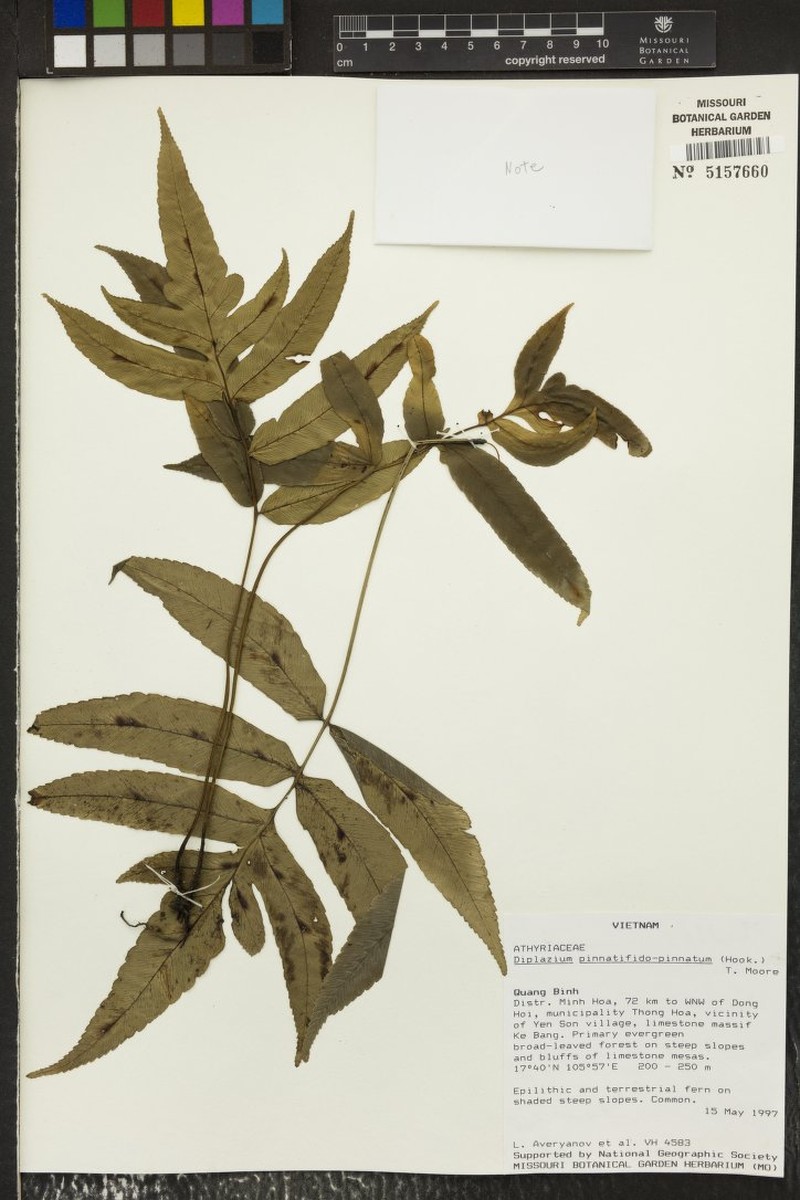Diplazium pinnatifidopinnatum photo 4