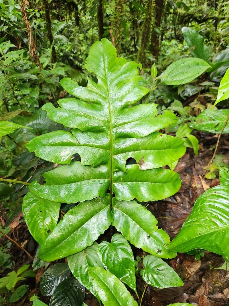 Diplazium pinnatifidum