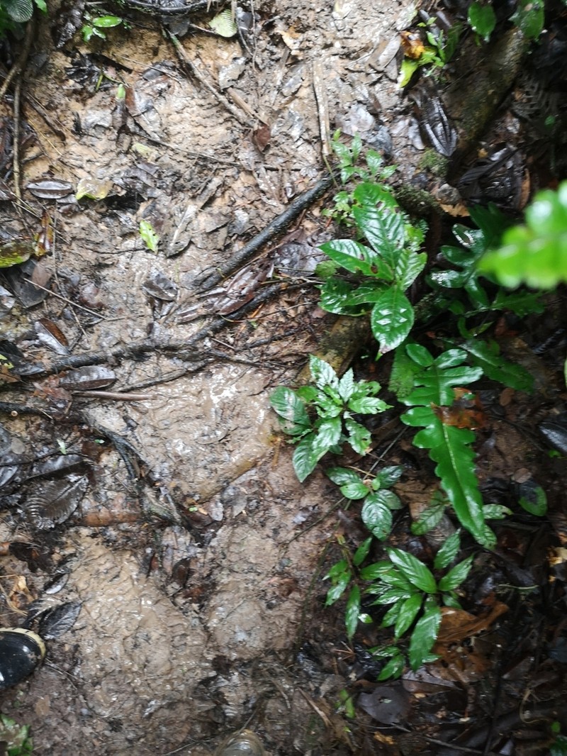 Diplazium pinnatifidum photo 2