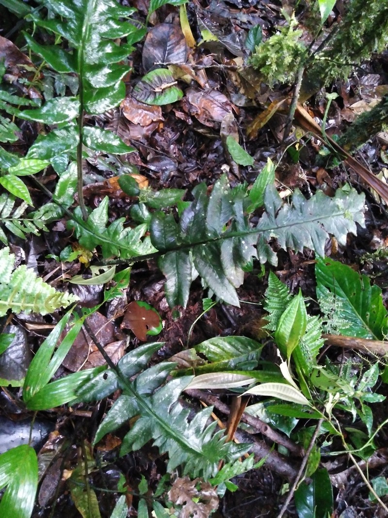 Diplazium pinnatifidum photo 3