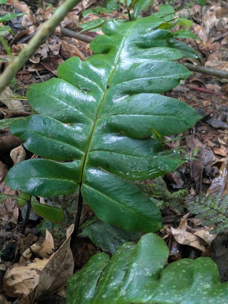 Diplazium pinnatifidum photo 4