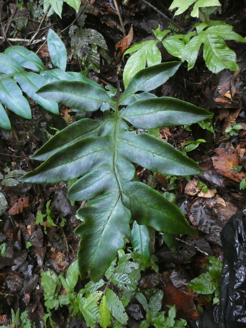 Diplazium pinnatifidum photo 5