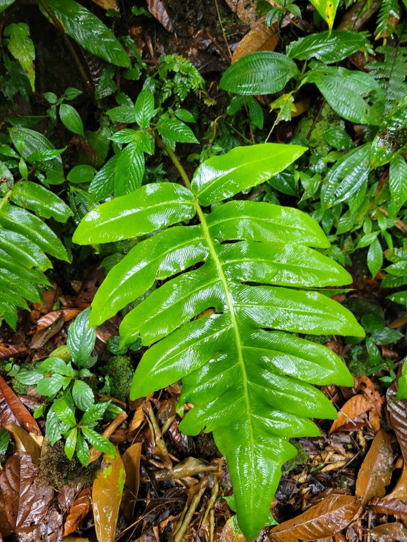 Diplazium pinnatifidum photo 6