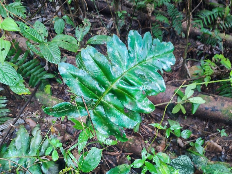 Diplazium pinnatifidum photo 7