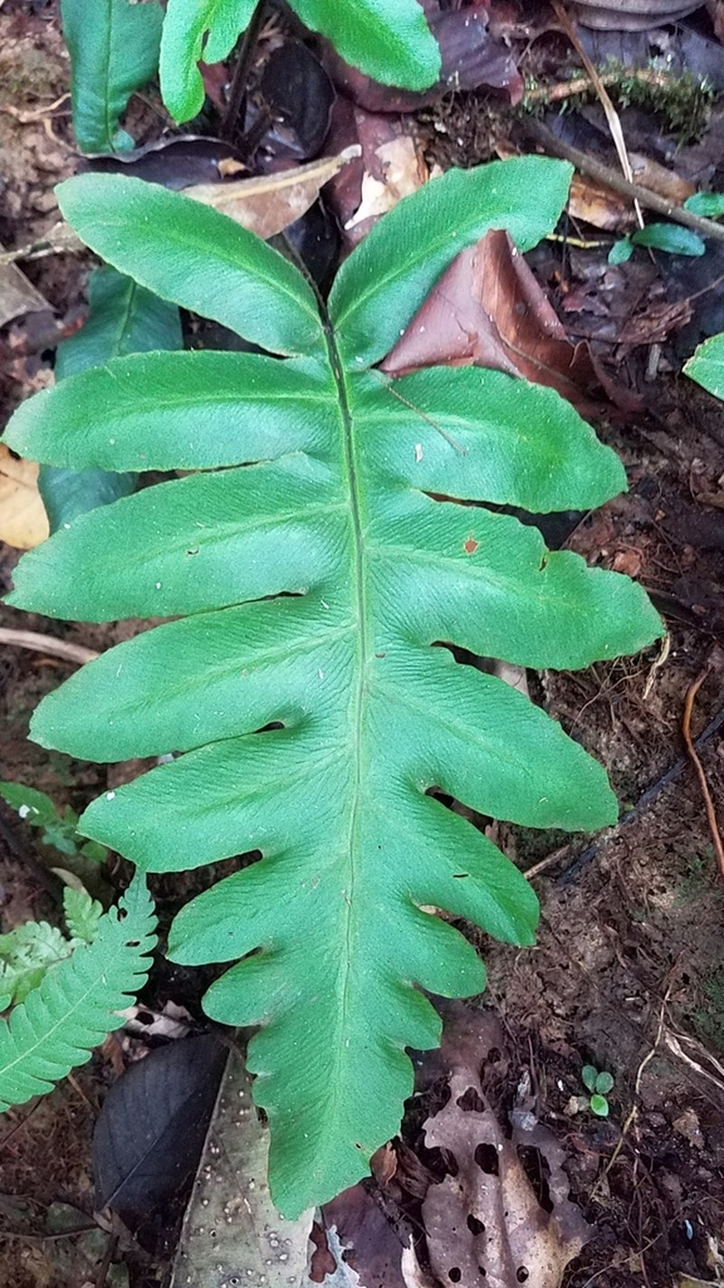 Diplazium pinnatifidum photo 8