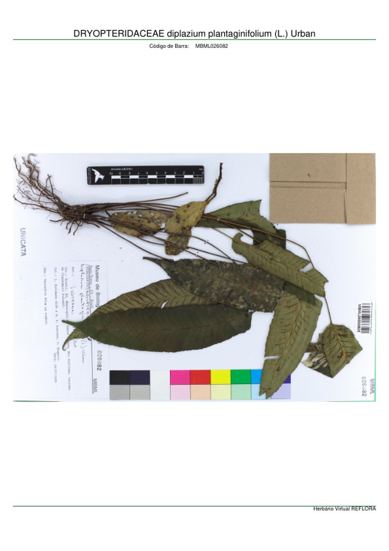 Plantainleaf Twinsorus Fern