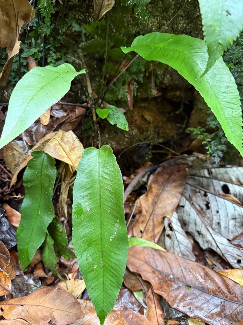 Plantainleaf Twinsorus Fern