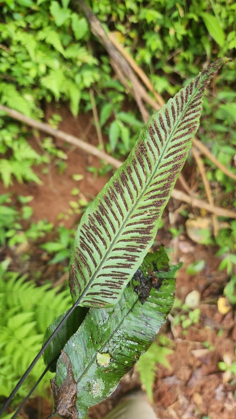 Plantainleaf Twinsorus Fern photo 2