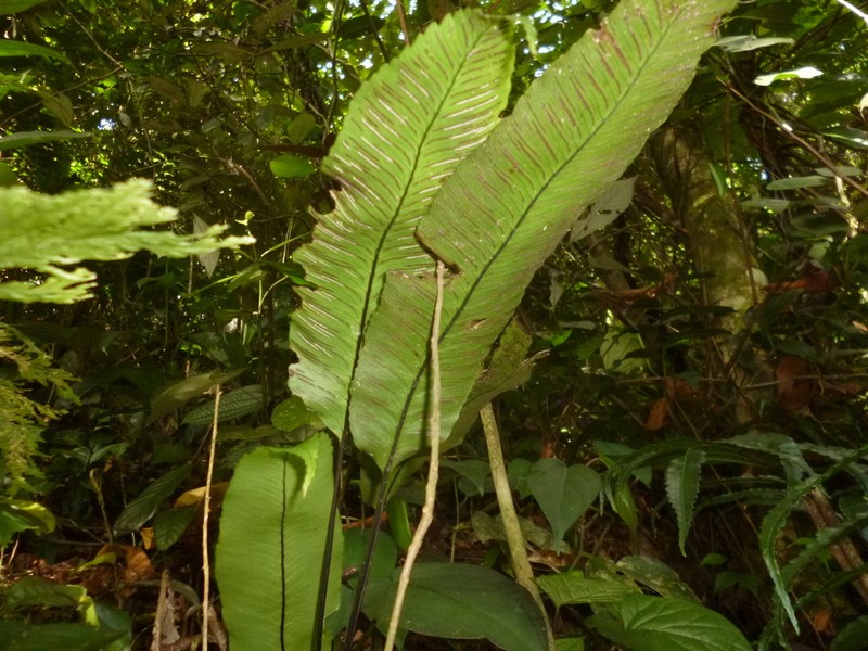 Plantainleaf Twinsorus Fern photo 3