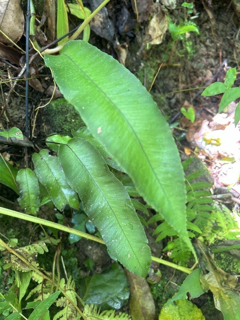 Plantainleaf Twinsorus Fern photo 4