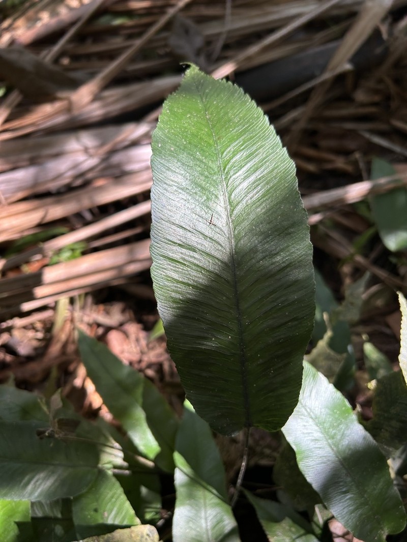 Plantainleaf Twinsorus Fern photo 5
