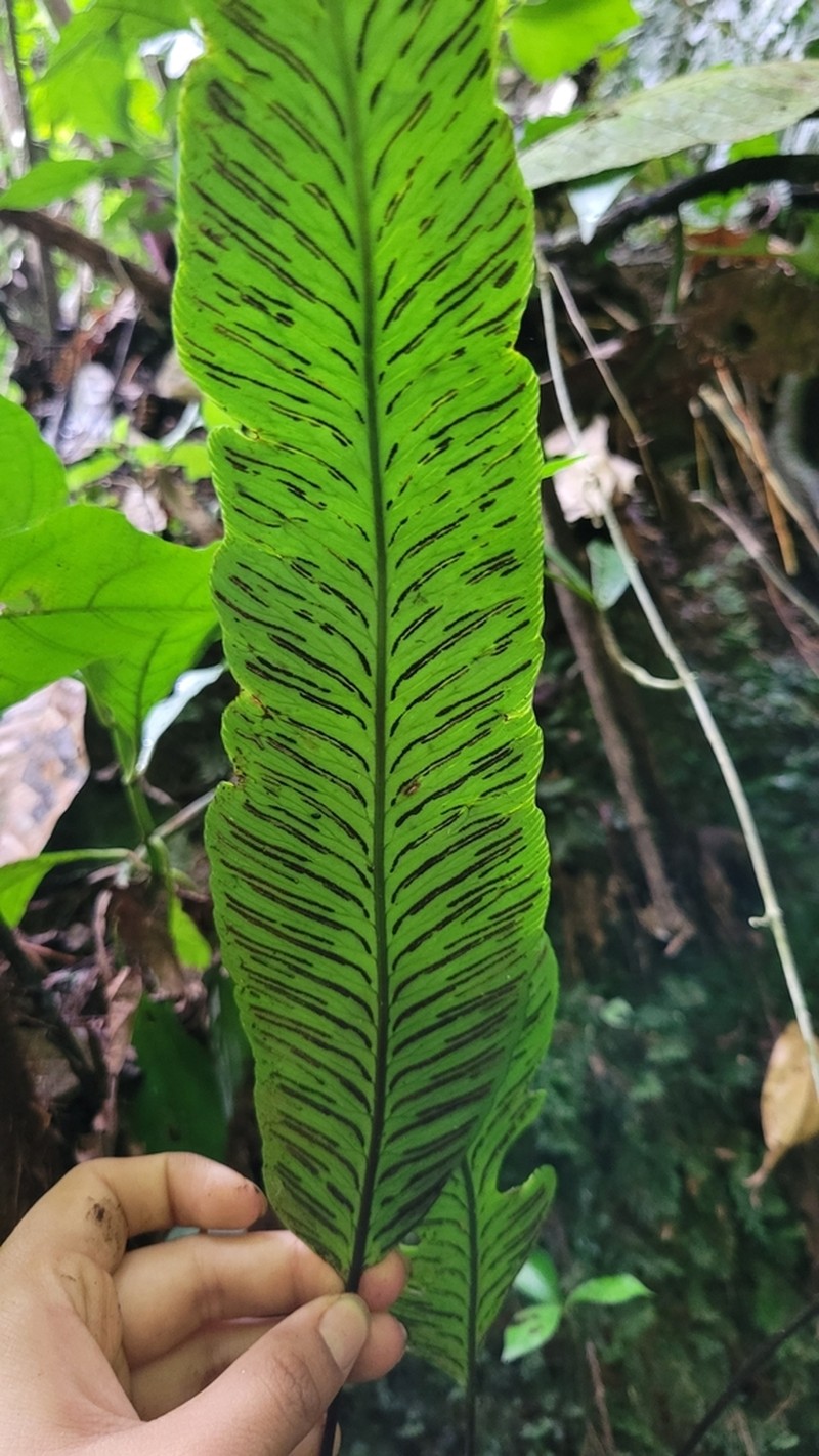 Plantainleaf Twinsorus Fern photo 6