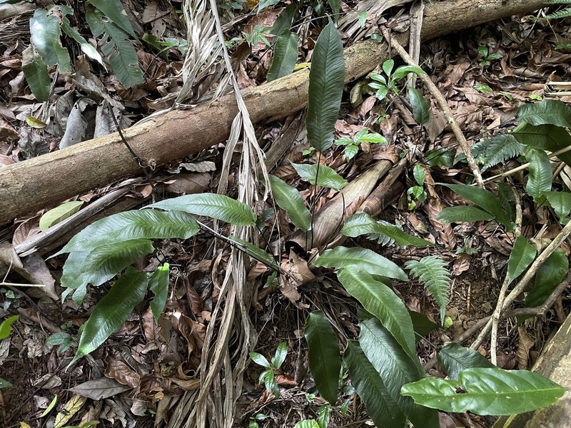 Plantainleaf Twinsorus Fern photo 7