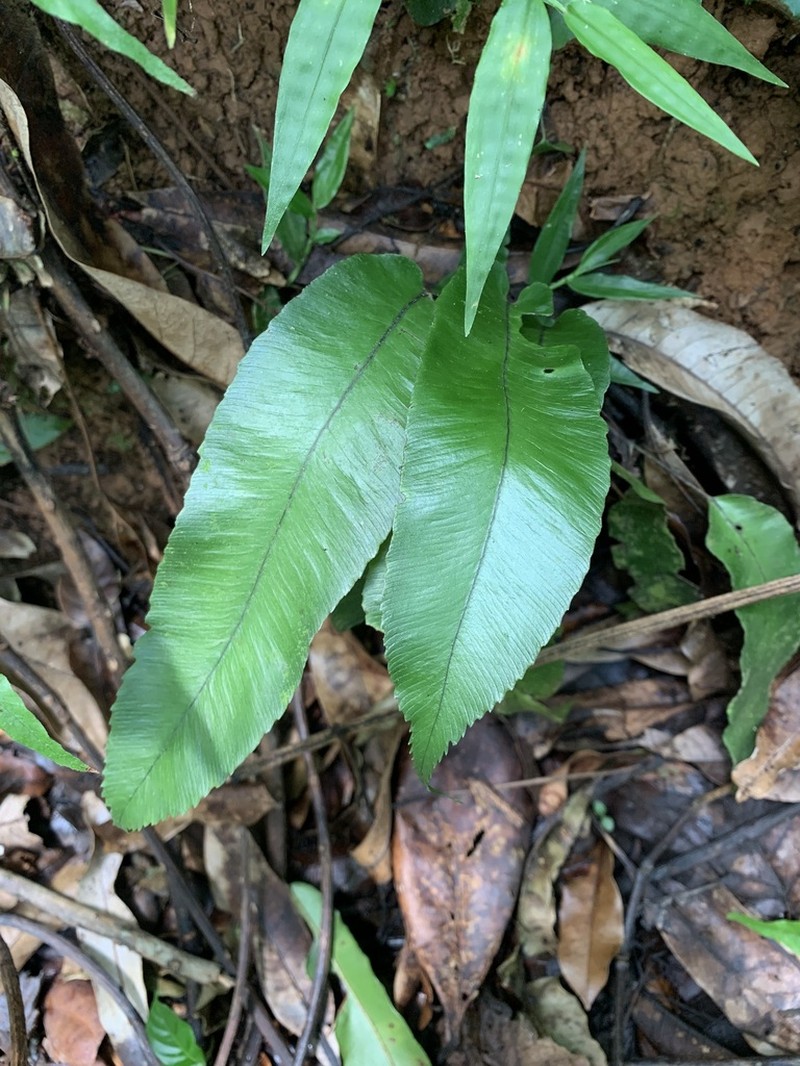 Plantainleaf Twinsorus Fern photo 8