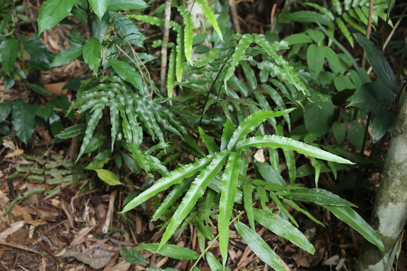 Diplazium platychlamys