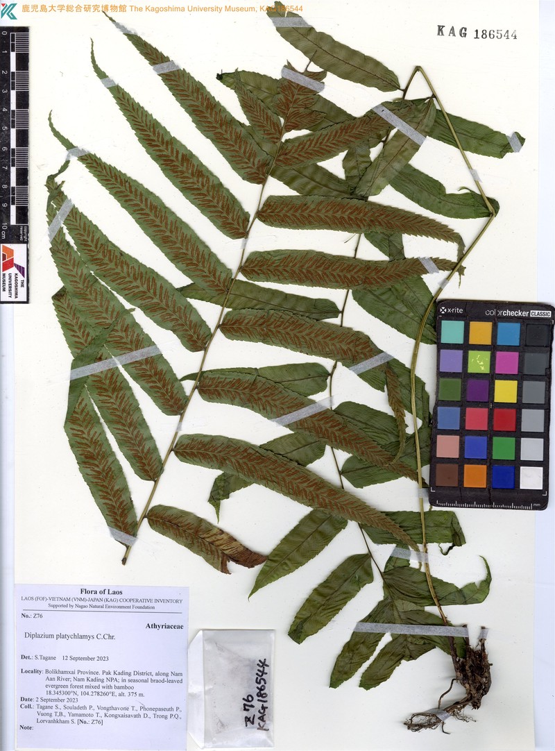 Diplazium platychlamys photo 2