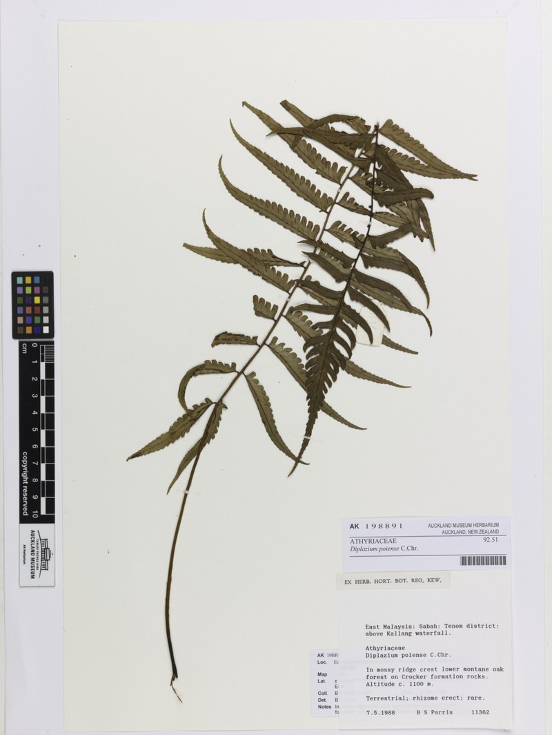 Diplazium poiense