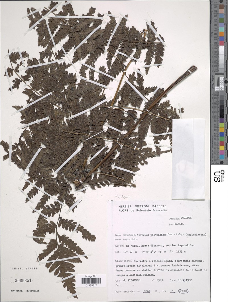 Diplazium polyanthes photo 2