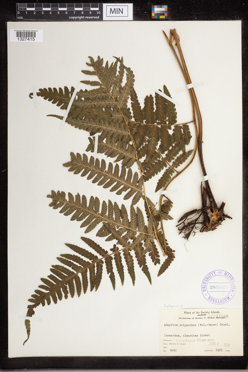 Diplazium polyanthes photo 3
