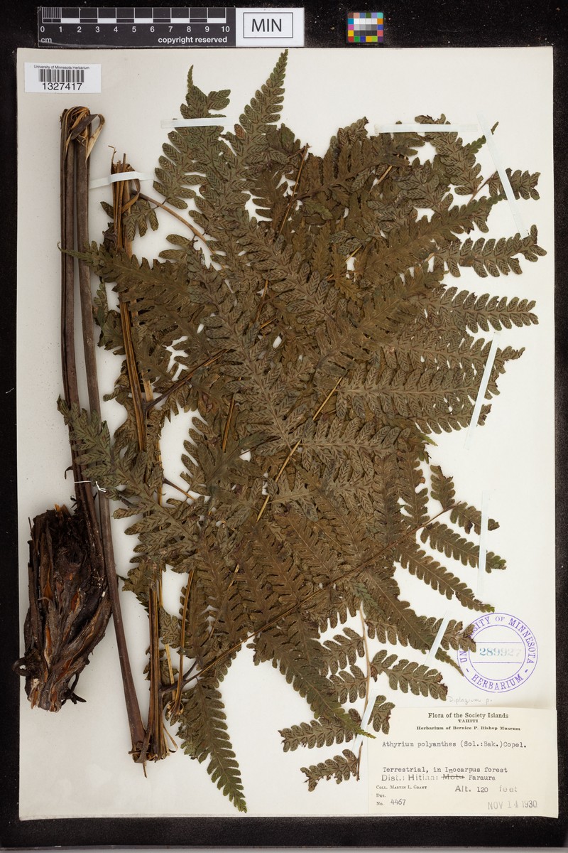 Diplazium polyanthes photo 4
