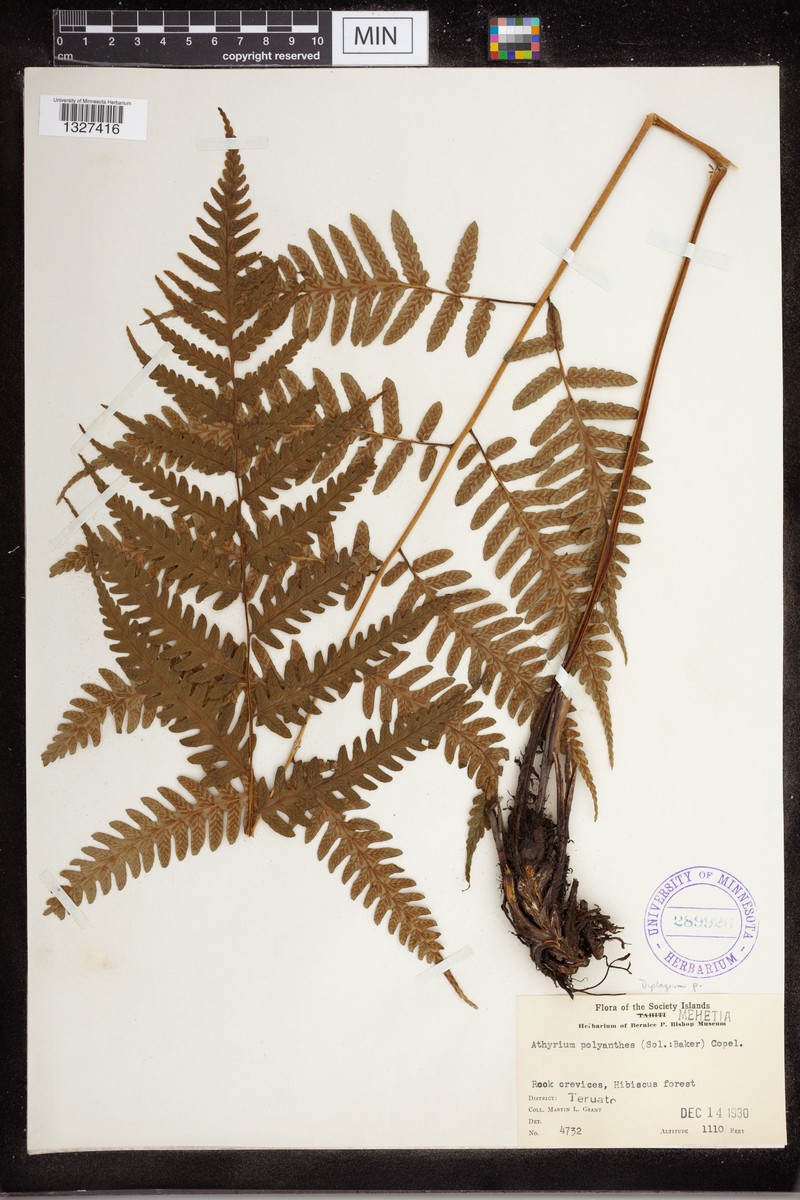 Diplazium polyanthes photo 5