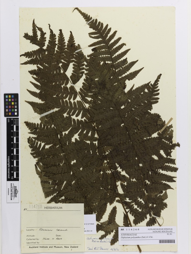 Diplazium polyanthes