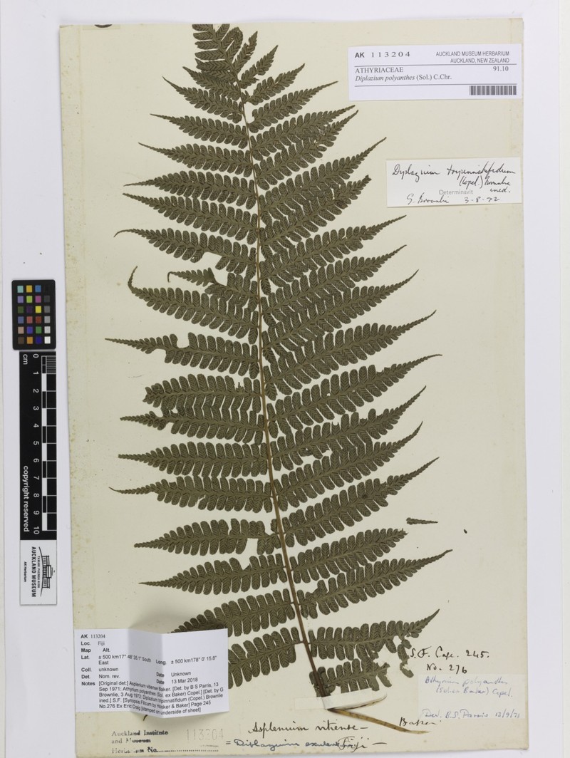 Diplazium polyanthes photo 6